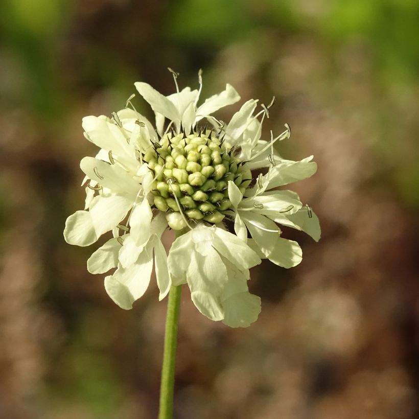 Cephalaria gigantea (Flowering)