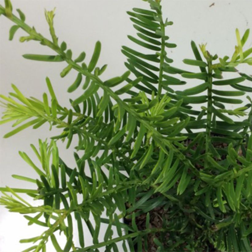 Cephalotaxus fortunei Prostrata (Foliage)