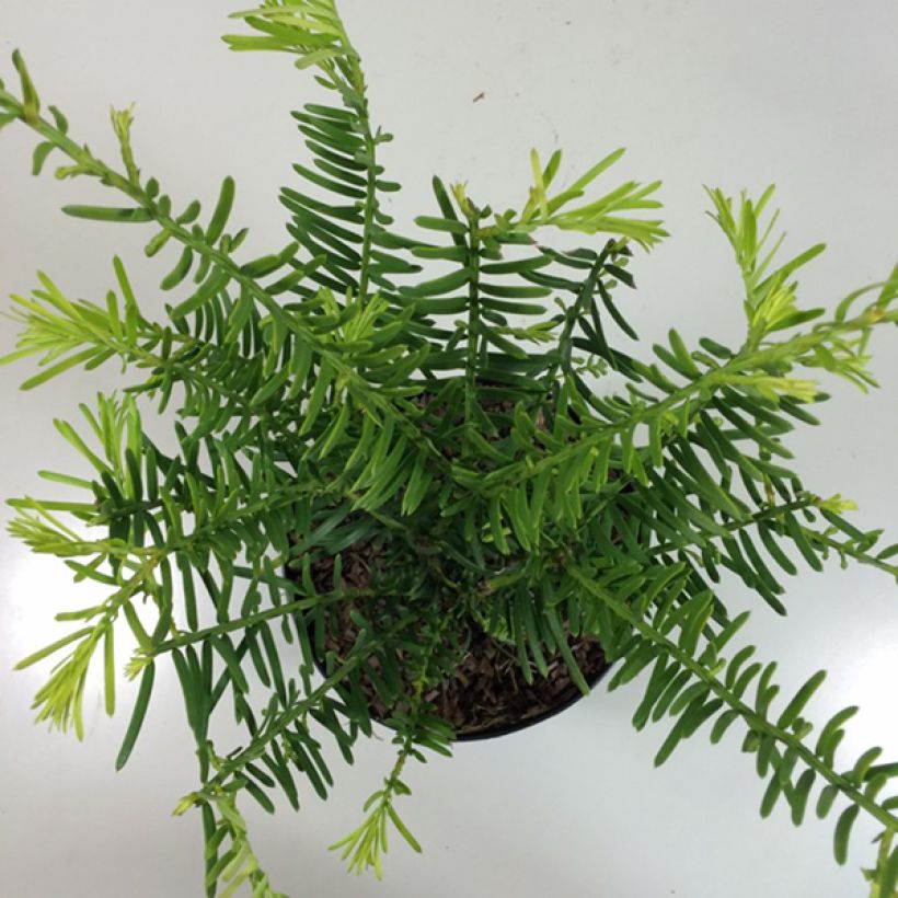 Cephalotaxus fortunei Prostrata (Plant habit)