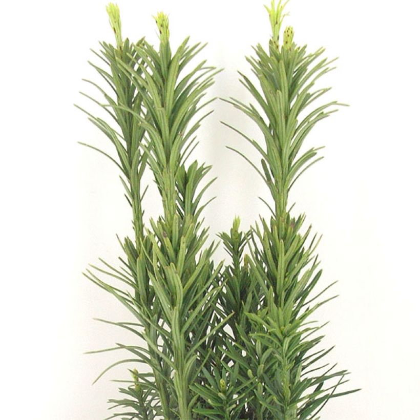 Cephalotaxus harringtonia Fastigiata (Foliage)