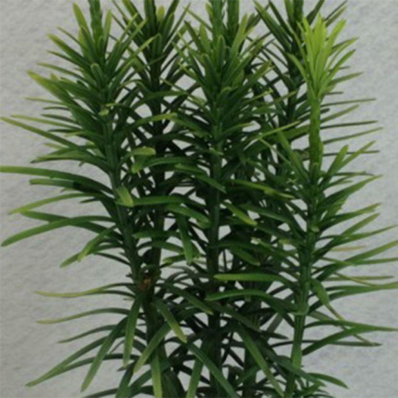 Cephalotaxus harringtonia Korean Gold (Foliage)