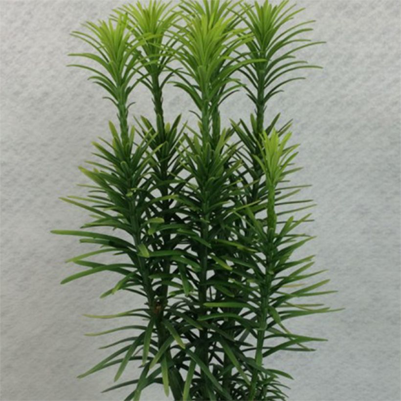 Cephalotaxus harringtonia Korean Gold (Plant habit)