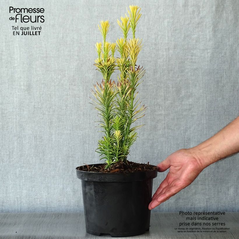 Cephalotaxus harringtonia Korean Gold 2L/3L pot sample as delivered in summer