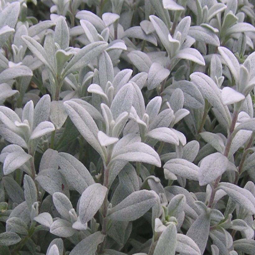 Cerastium biebersteinii (Foliage)