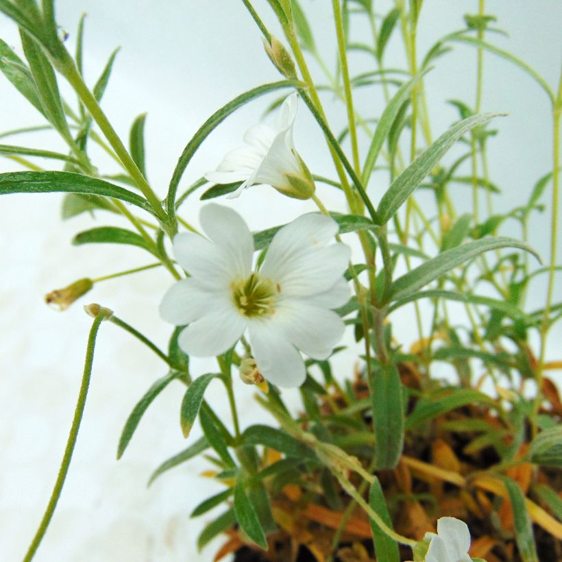 Cerastium biebersteinii (Flowering)