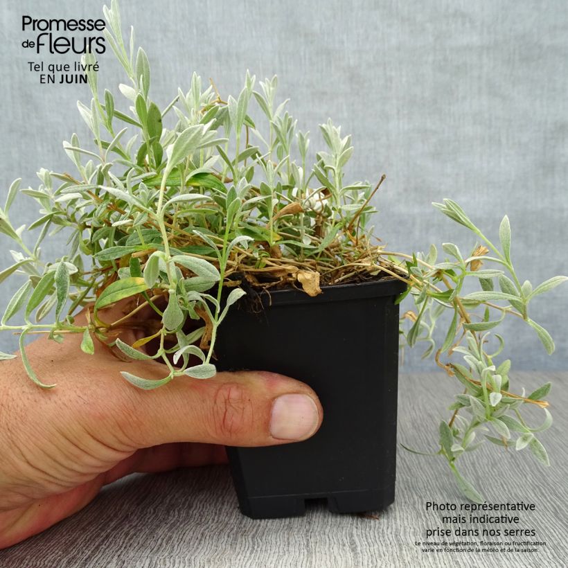 Cerastium biebersteinii 8/9 cm pot sample as delivered in summer