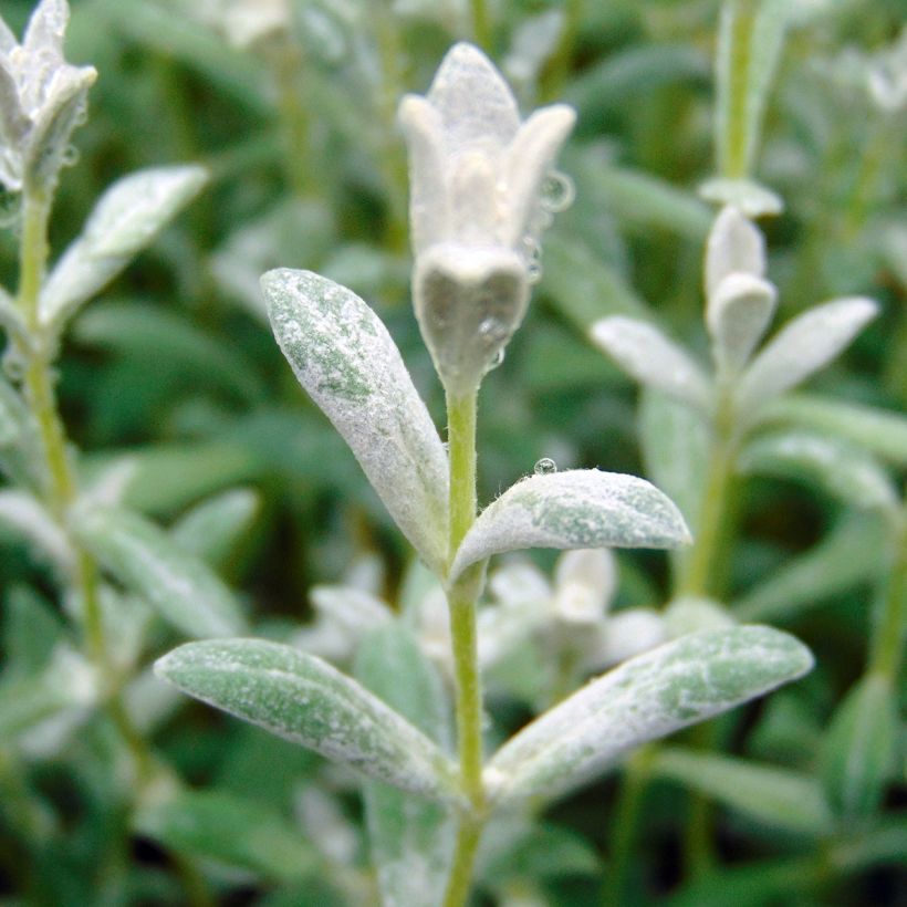 Cerastium tomentosum Yo Yo (Foliage)