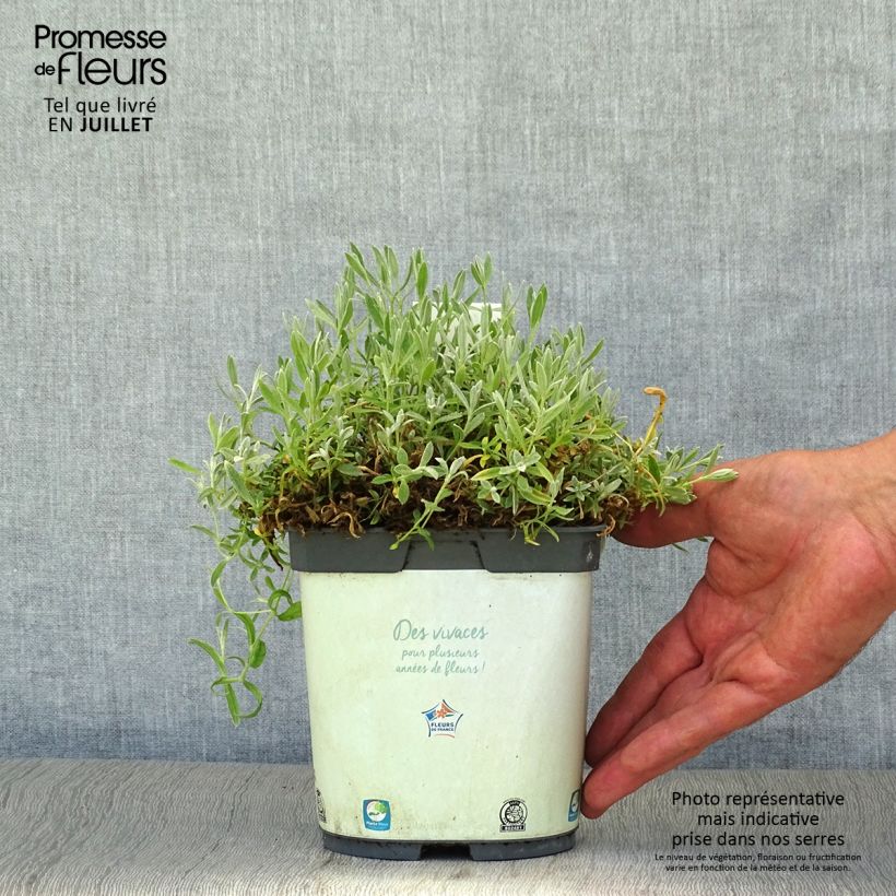 Cerastium tomentosum Yo Yo 2L/3L pot sample as delivered in summer