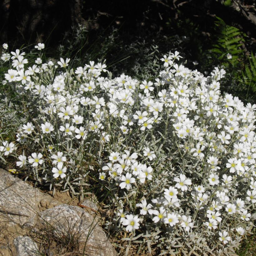 Cerastium tomentosum Yo Yo (Plant habit)