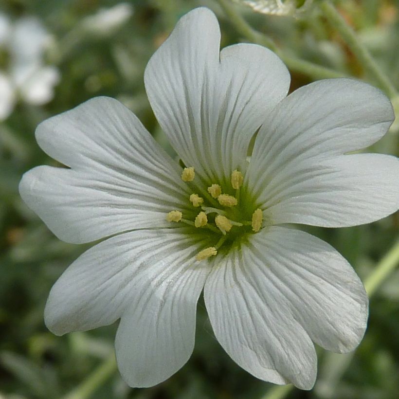 Cerastium tomentosum Yo Yo (Flowering)