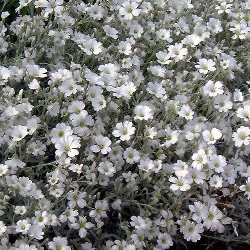 Cerastium tomentosum var. columnae (Flowering)