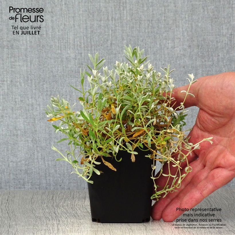 Cerastium tomentosum var. columnae 8/9 cm pot sample as delivered in summer