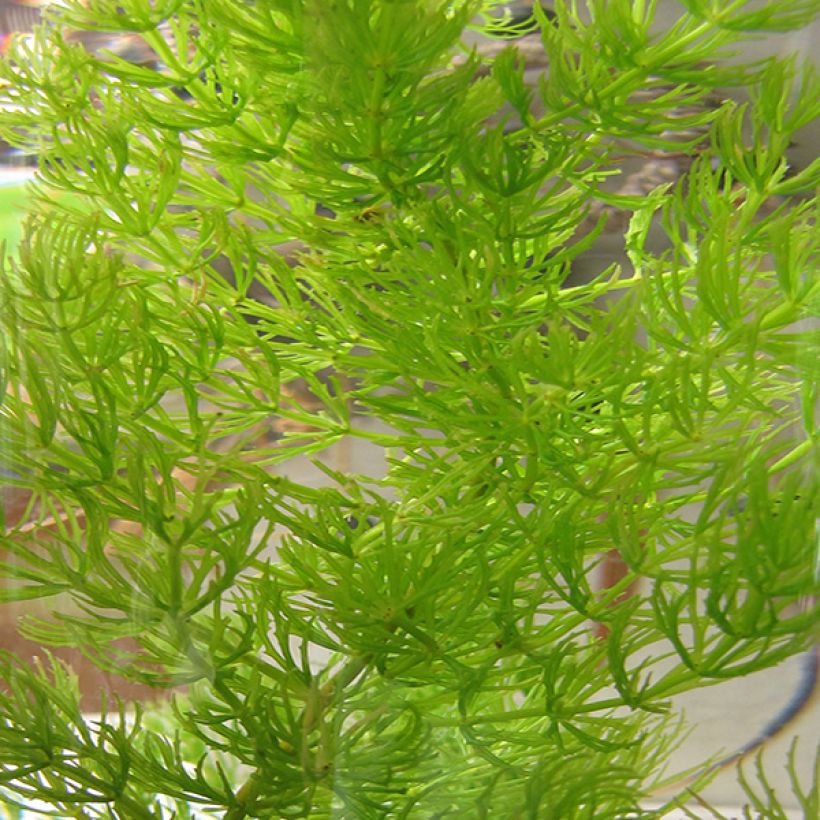 Ceratophyllum demersum - Submerged Hornwort (Foliage)