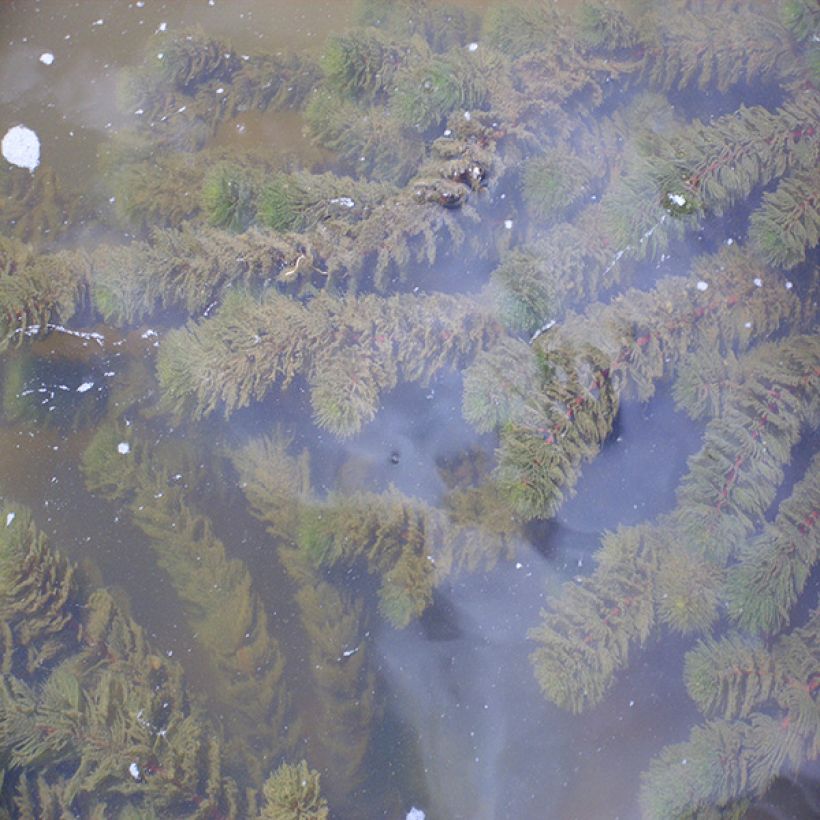 Ceratophyllum demersum - Submerged Hornwort (Plant habit)