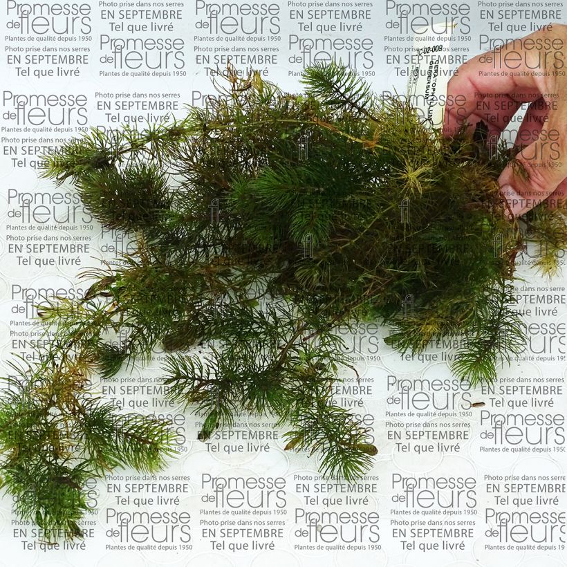Example of Ceratophyllum demersum - Submerged Hornwort Tin specimen as delivered