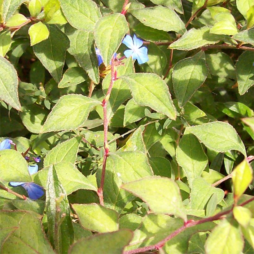 Ceratostigma griffithii (Foliage)