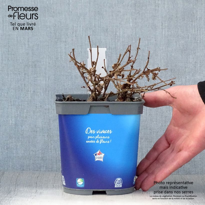 Ceratostigma griffithii 2L/3L pot sample as delivered in spring