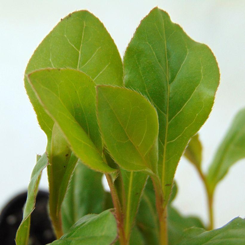 Ceratostigma plumbaginoides (Foliage)