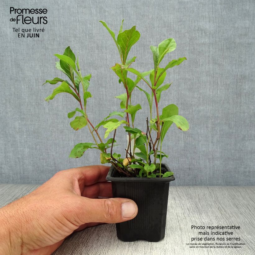 Ceratostigma plumbaginoides 8/9 cm pot sample as delivered in summer