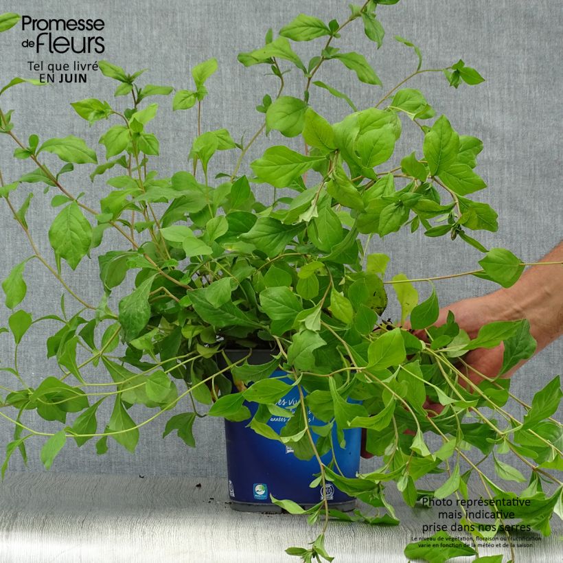 Ceratostigma plumbaginoides 2L/3L pot sample as delivered in summer