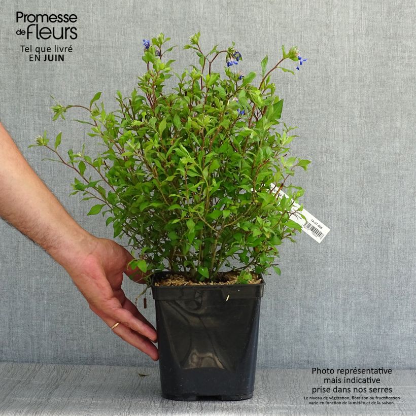 Ceratostigma willmottianum FOREST BLUE 2L/3L pot sample as delivered in summer