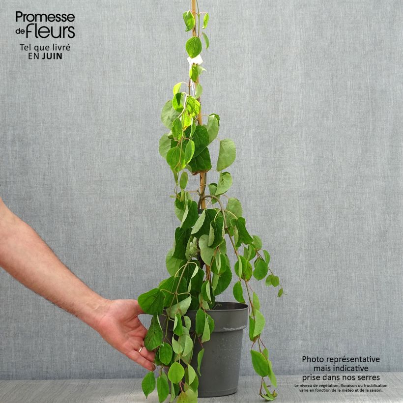 Cercidiphyllum japonicum Pendulum 4L/5L pot sample as delivered in spring