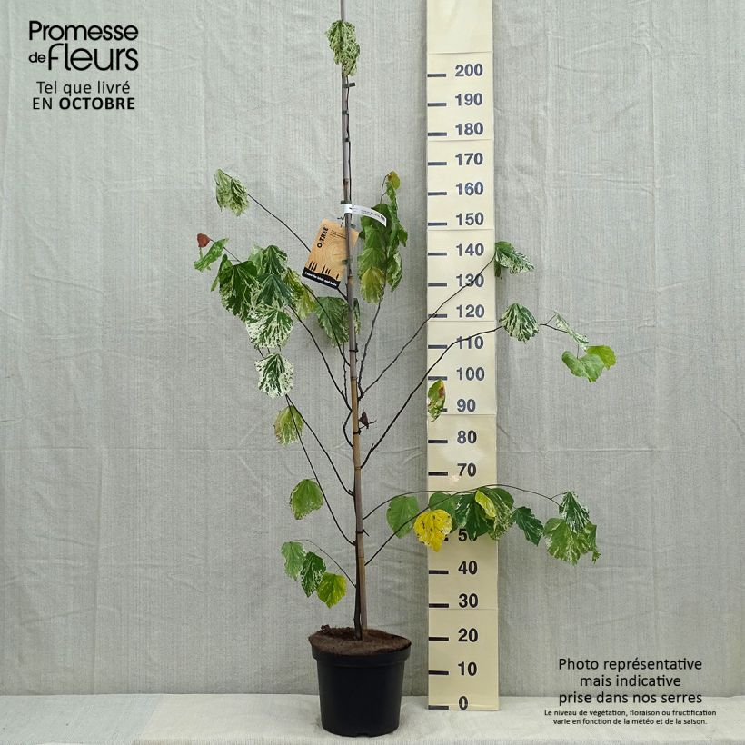 Cercis canadensis Alley Cat - Eastern Redbud 6L/7L pot sample as delivered in autumn