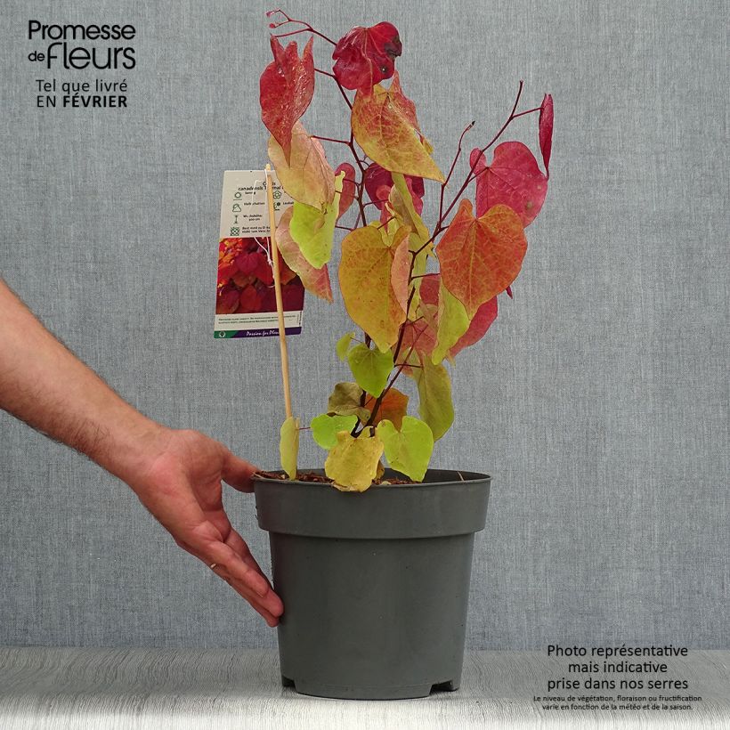 Cercis canadensis Eternal Flame - Eastern Redbud 4L/5L pot sample as delivered in autumn