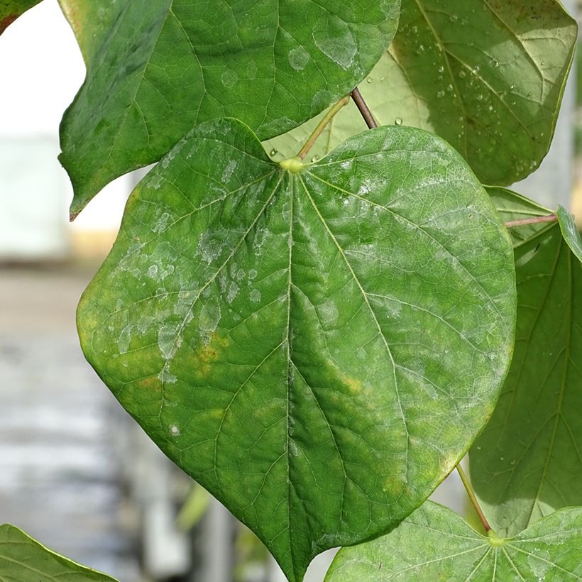 Cercis canadensis Lavender Twist - Eastern Redbud (Foliage)