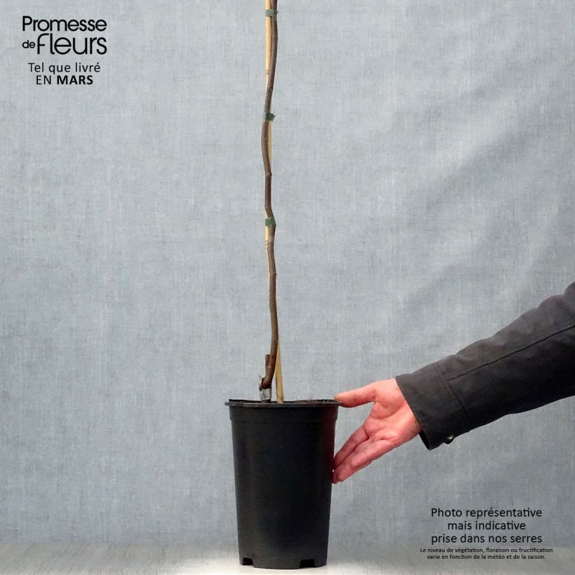 Cercis canadensis Lavender Twist - Eastern Redbud 4L/5L pot sample as delivered in spring