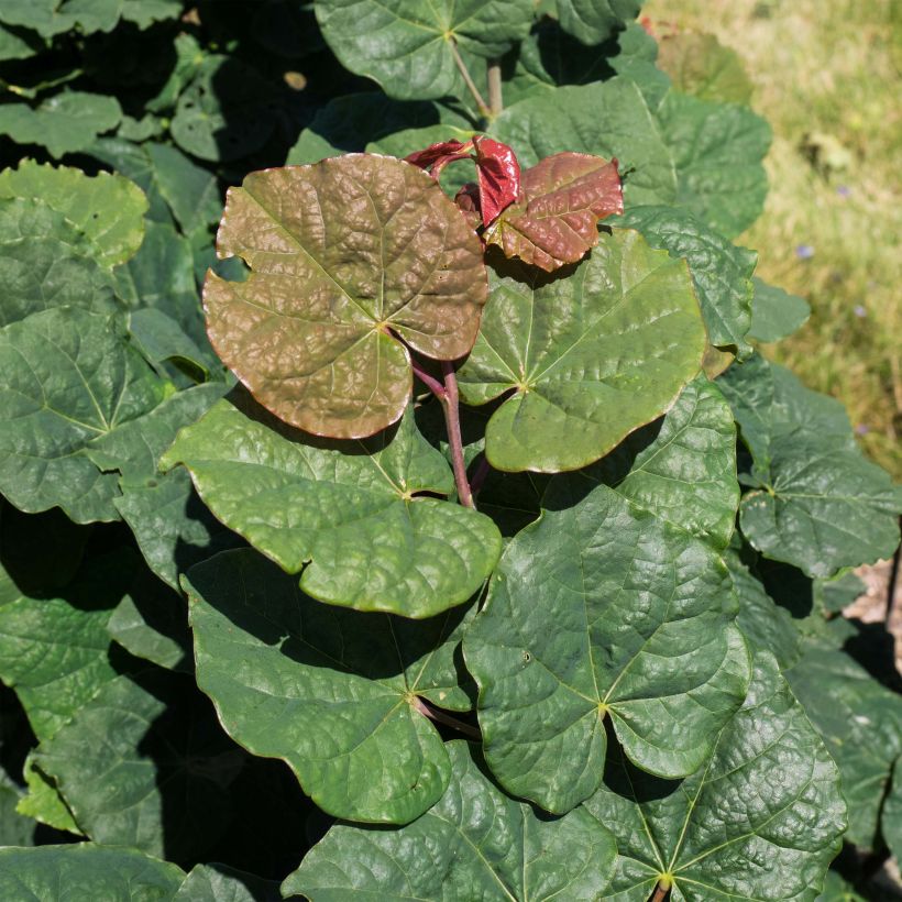 Cercis canadensis Little Woody - Eastern Redbud (Foliage)