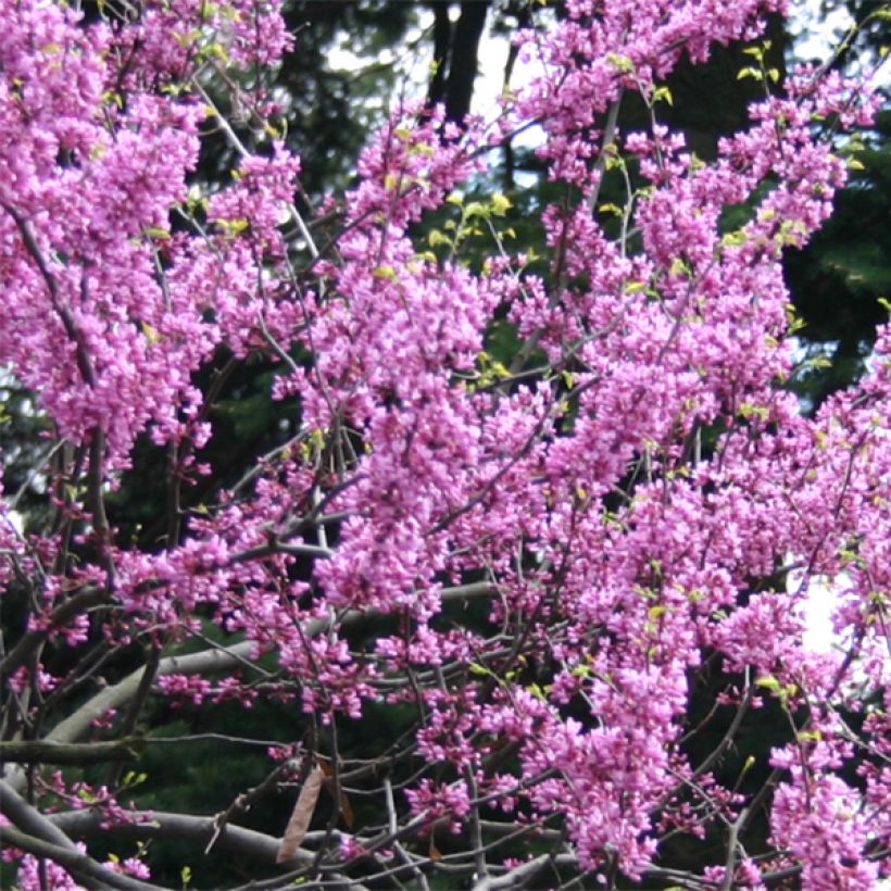 Cercis canadensis Melon Beauty - Eastern Redbud (Flowering)