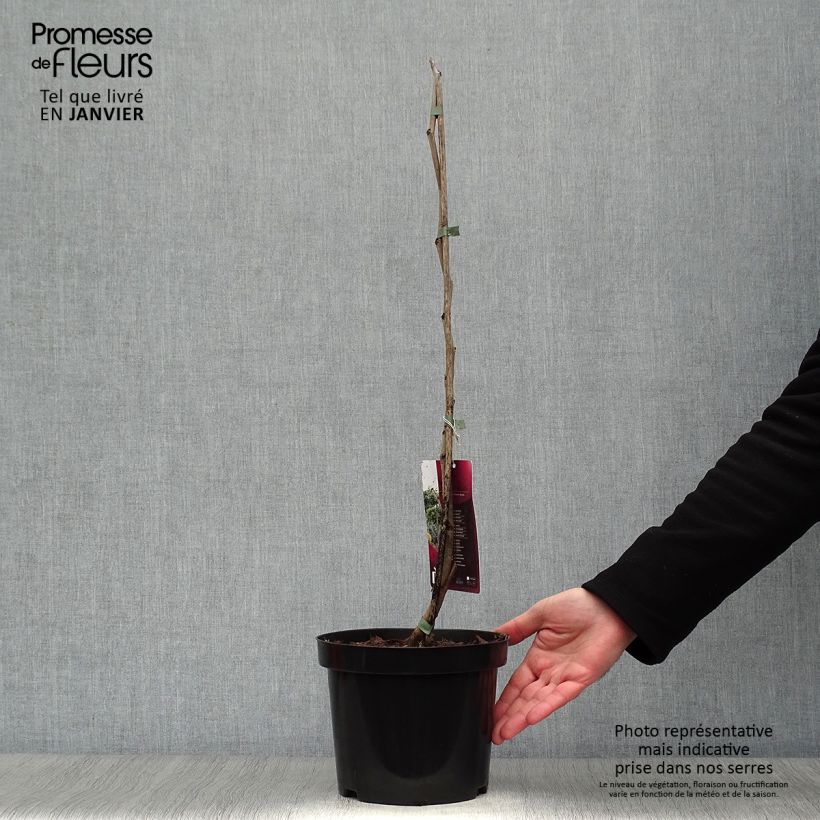 Cercis canadensis Melon Beauty - Eastern Redbud 4L/5L pot sample as delivered in winter