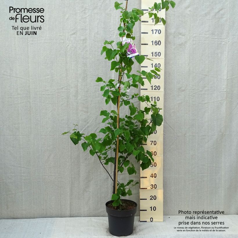Cercis canadensis Pink Pom Poms - Eastern Redbud 7.5L/10L pot sample as delivered in summer