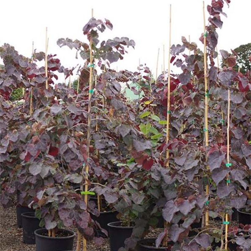 Cercis canadensis Ruby Falls - Eastern Redbud (Foliage)