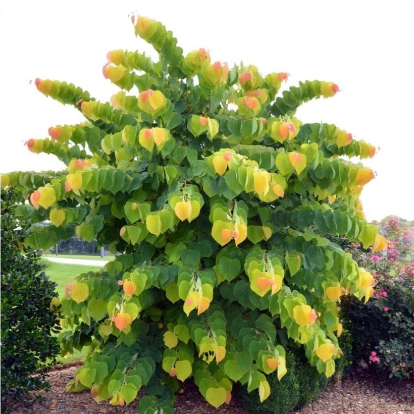 Cercis canadensis The Rising Sun - Eastern Redbud (Plant habit)