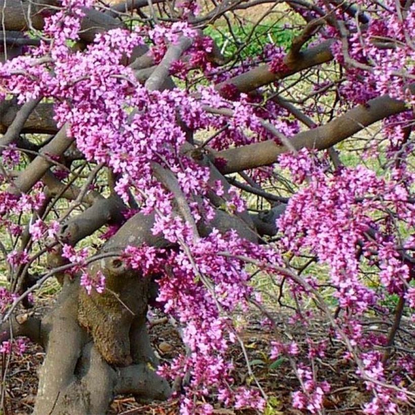 Cercis canadensis var.texensis Traveller - Eastern Redbud (Flowering)