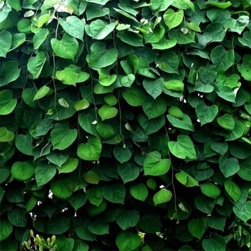 Cercis canadensis Vanilla Twist - Eastern Redbud (Foliage)