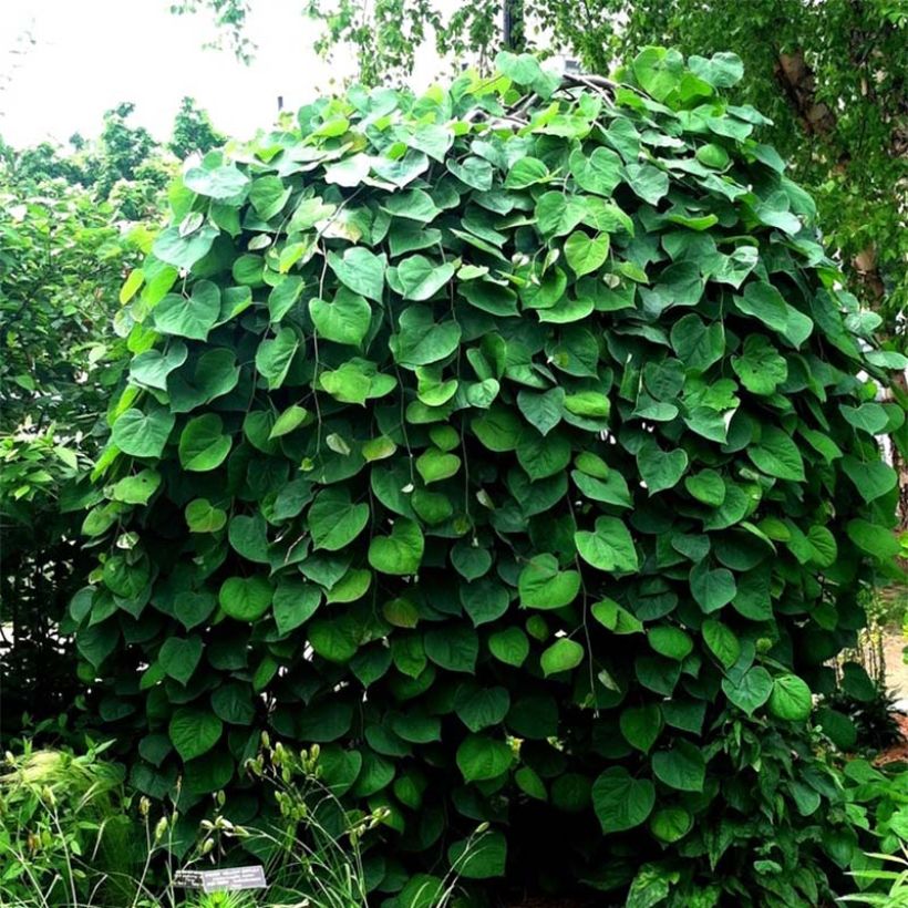 Cercis canadensis Vanilla Twist - Eastern Redbud (Plant habit)