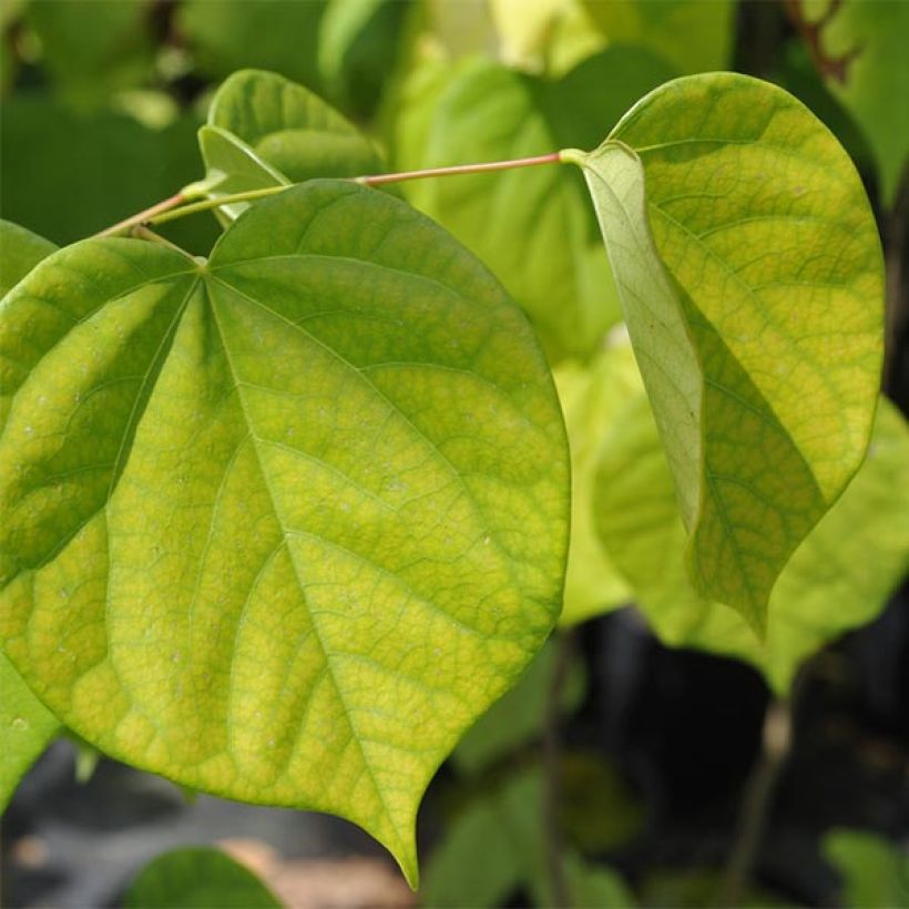 Cercis chinensis Avondale - Chinese Redbud (Foliage)