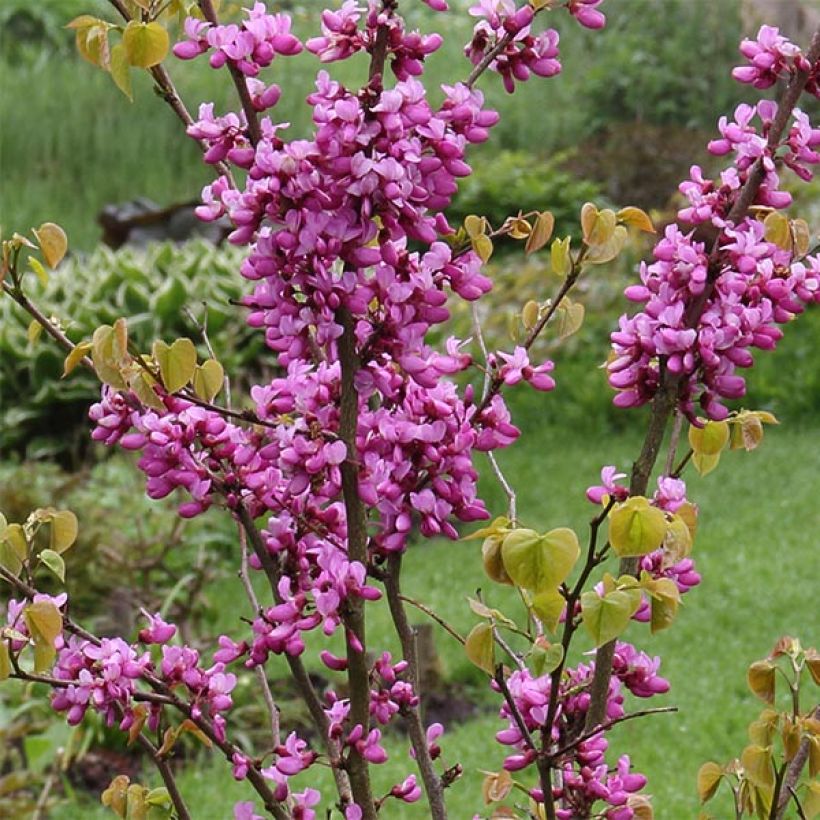 Cercis chinensis Avondale - Chinese Redbud (Flowering)