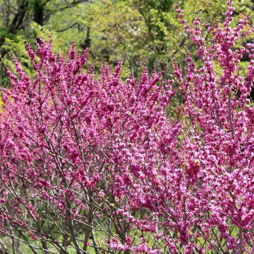 Cercis chinensis Avondale - Chinese Redbud (Plant habit)