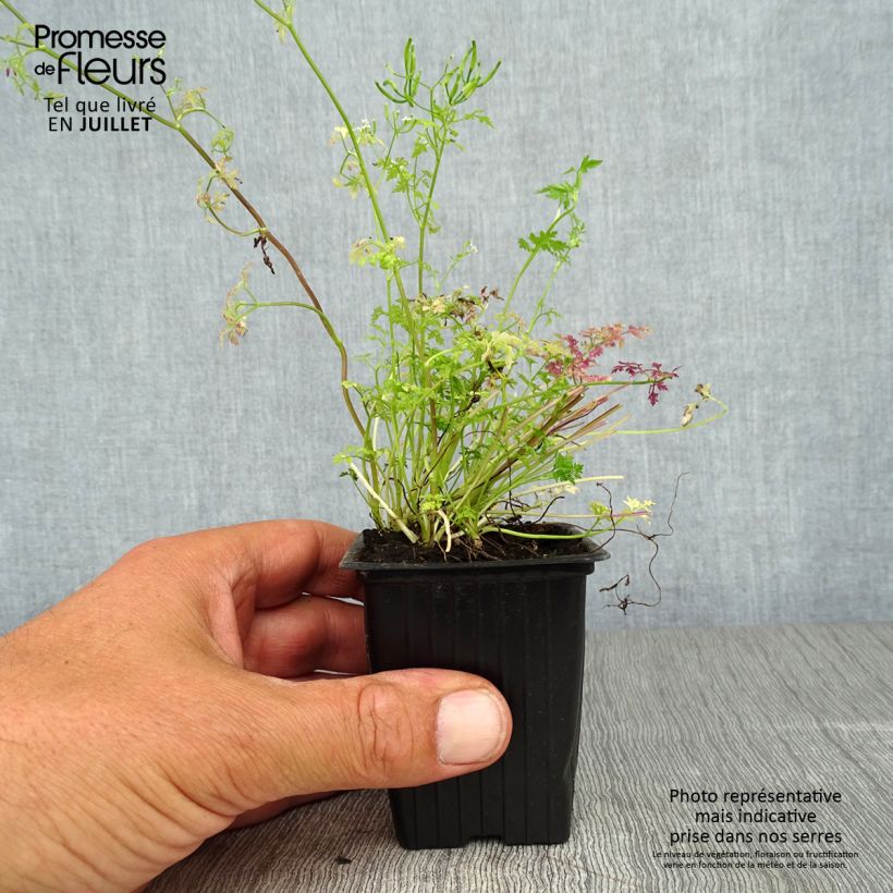Common chervil in plants - Anthriscus cerefolium 7/8 cm pot sample as delivered in summer