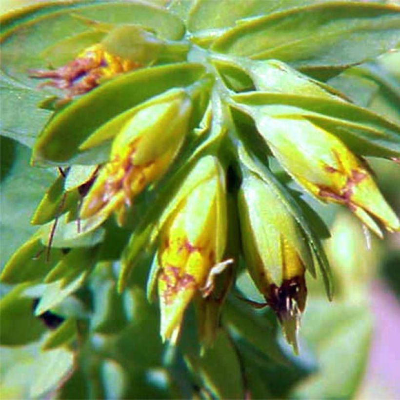 Cerinthe glabra (Flowering)