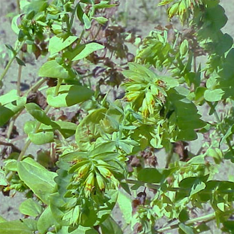 Cerinthe glabra (Plant habit)