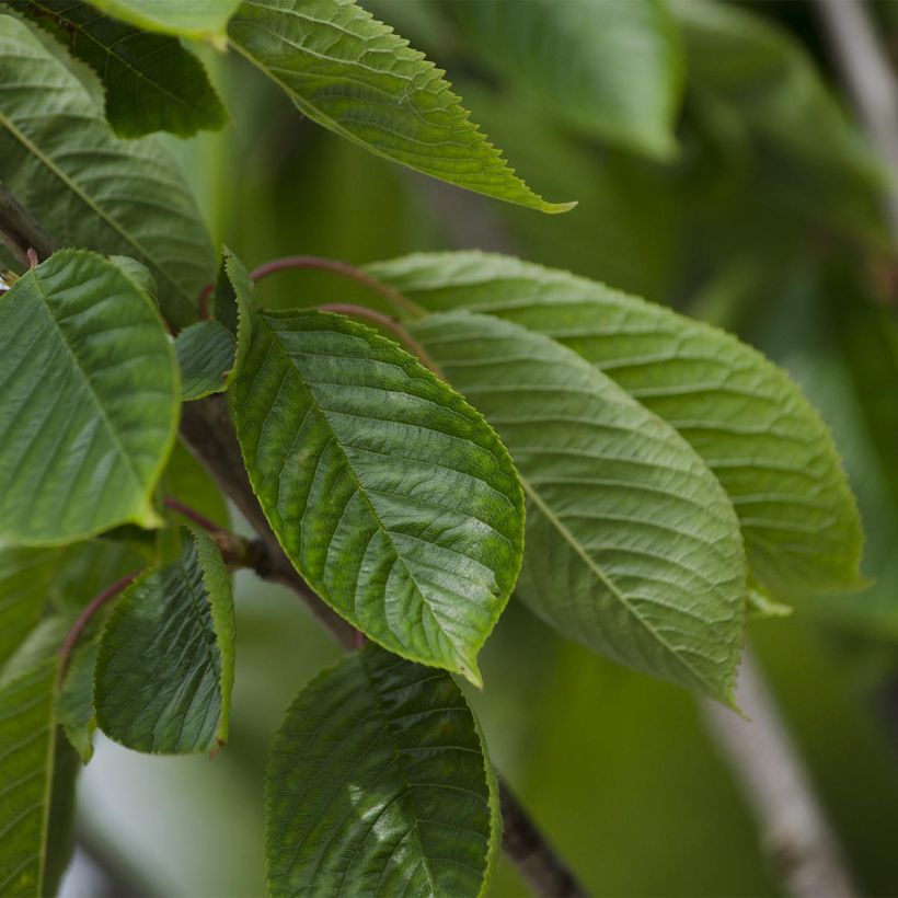 Prunus avium Bigarreau Burlat - Cherry Tree (Foliage)