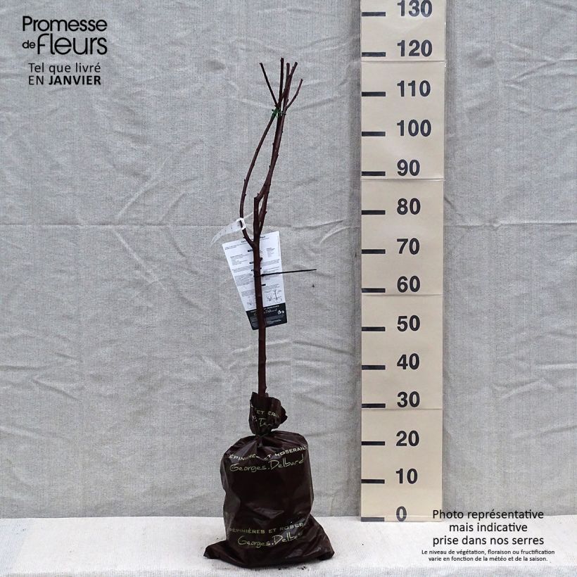 Prunus cerasus Belle Magnifique - Tart Cherry Tree Ready-to-plant root ball, Goblet sample as delivered in winter