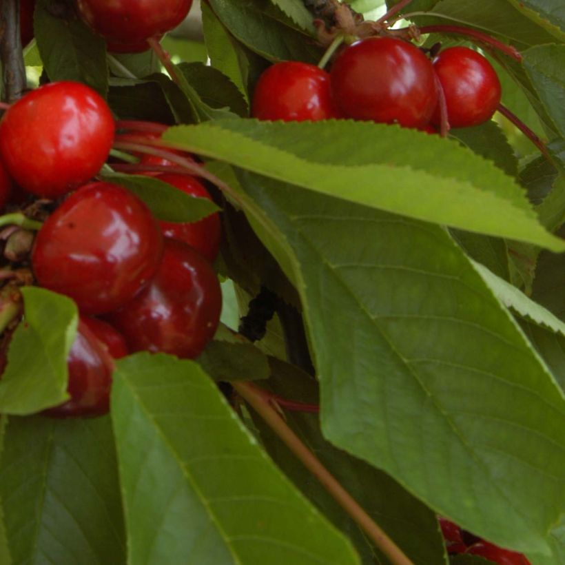 Prunus avium Bigarreau Bigalise - Cherry Tree (Foliage)