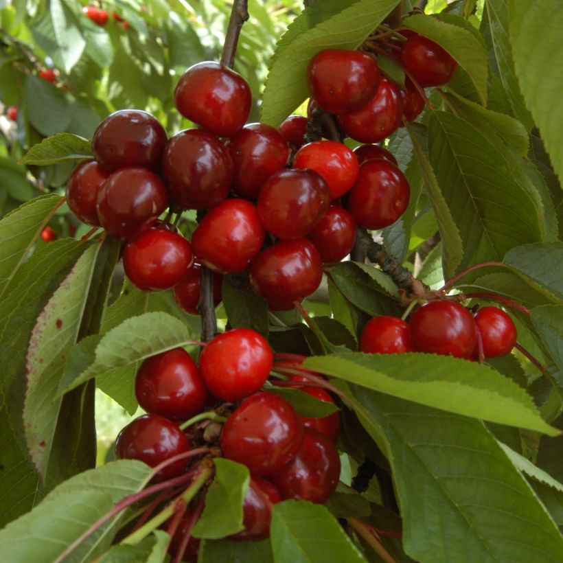 Prunus avium Bigarreau Bigalise - Cherry Tree (Harvest)