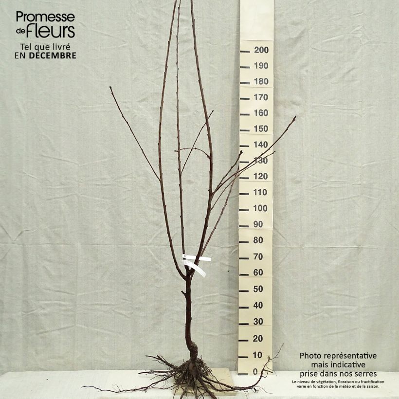 Prunus avium Bigarreau Burlat - Cherry Tree Bare root, Goblet sample as delivered in winter